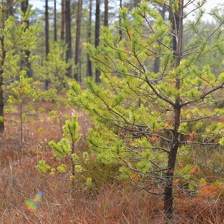 Bubble House Glamping Telk 豪华帐篷 Someru (Kose, Harju)