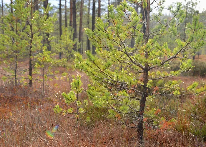 Bubble House Glamping Telk Luxuszelt Someru (Kose, Harju)